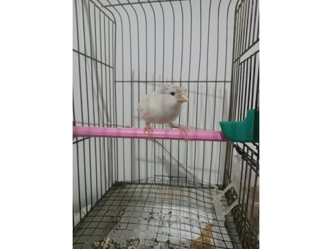 Dik ötümde beyaz tepeli kanarya