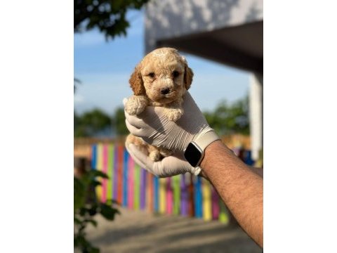 Maltipoo yavrular adrese gönderim ve kapıda ödeme vardır