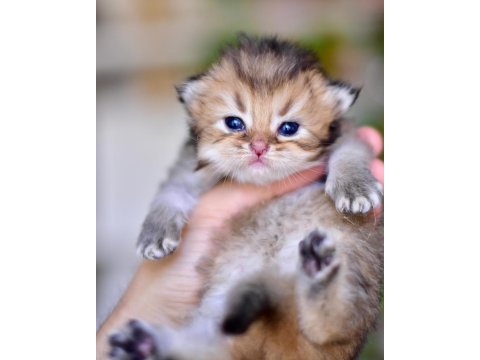 British longhair erkek