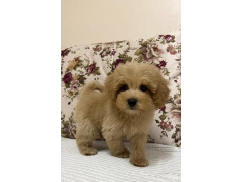 Biblo maltipoo küt burun