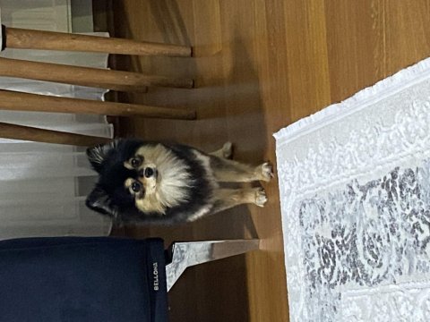 Pomeranıan spitz