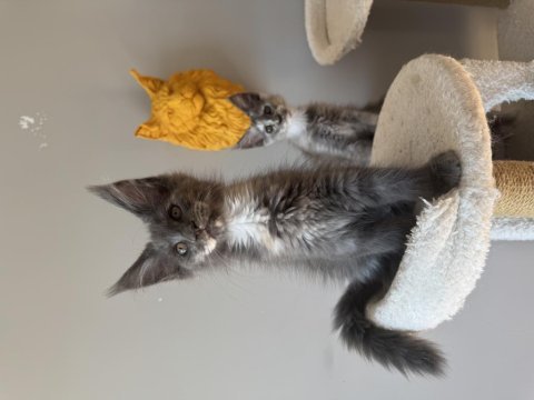 Fark ortada maine coon ayşe arık cattery