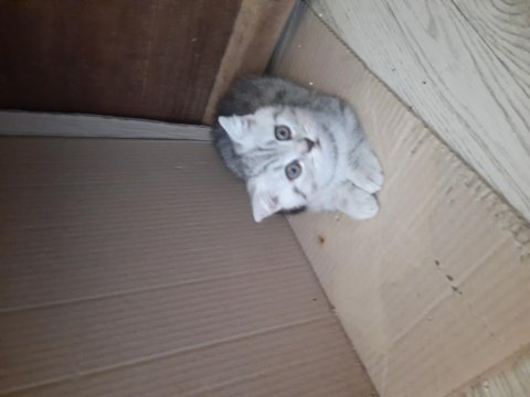 British shorthair yavrular