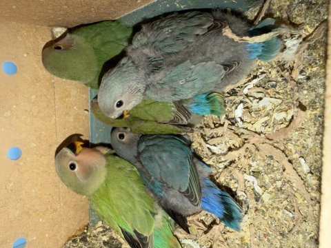 Çok iyi bakılıp sevgiyle büyütüldü kuşlar