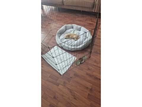 20 mart doğumlu golden retriever çiş eğitimi var