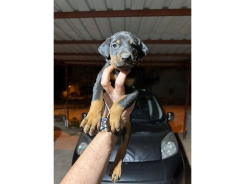 Teslime hazır doberman köpekler