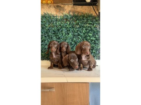 Popüler ırk mini dachshund yavrular