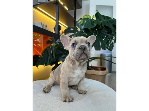 Egzotik french bulldog yavrular harika renkler ve anatomi