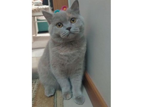 10 aylık dişi british shorthair