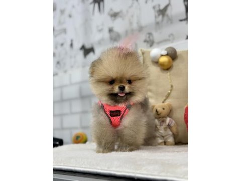 Minik teddy bear pomeranian kızımız