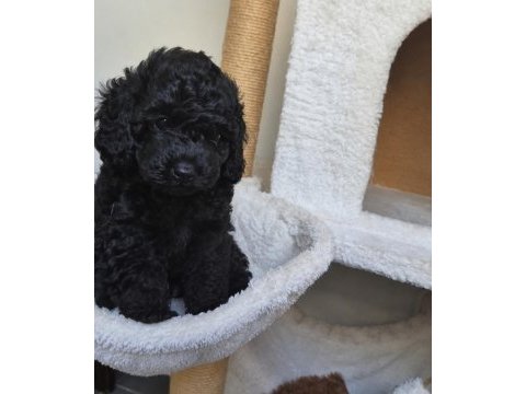 Black kore toy poodle