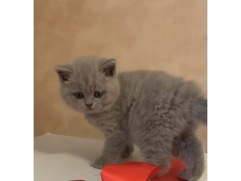 Ayı surat british shorthair yavrular 