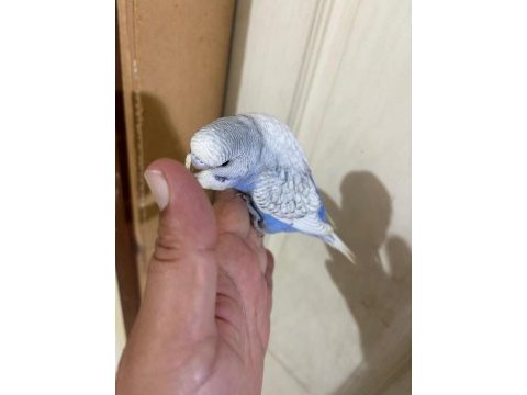 31 günlük muhabbet kuşu oğlan bebek