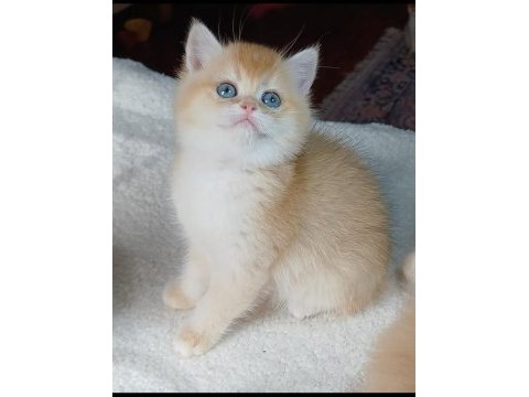 Irk garantili golden british shorthair bebekler