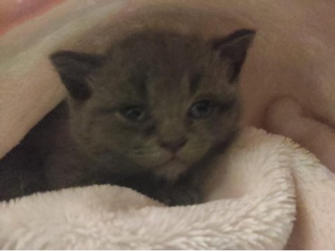 Ücretsiz sahiplendirme british shorthair