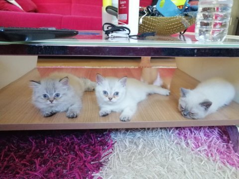 2.5 aylık dişi british shorthair kedisi