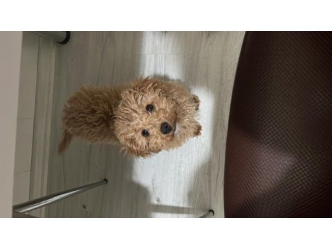 3-4 aylık toy poodle dişi