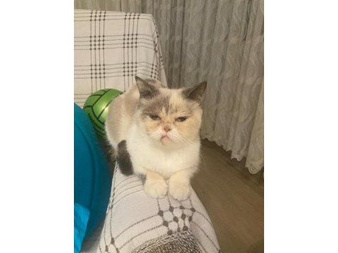 Egzotik basık surat kedimiz