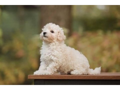 65 günlük aşıları tam maltipoo oğlumuz
