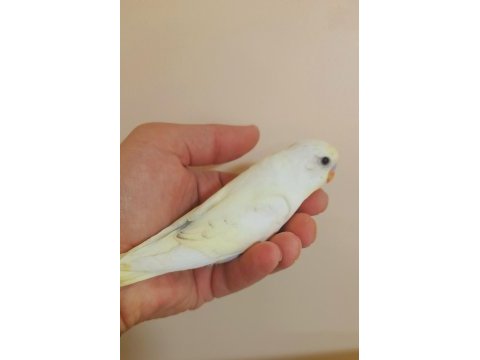Efsane renk cremio erkek bebek muhabbet kuşu