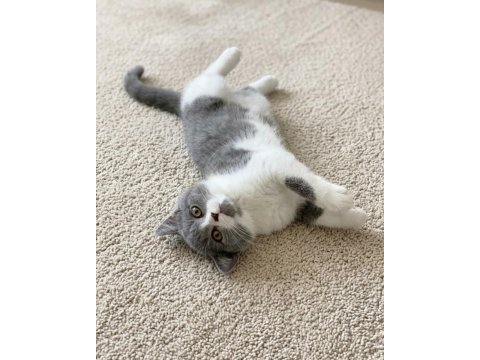 Muhteşem renk british shorthair bicolor dişi yavrular