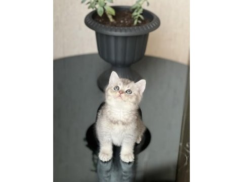 Evinizin neşesi olacak british shorthair silver