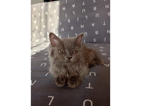 2 aylık tüylü büyük pati british longhair