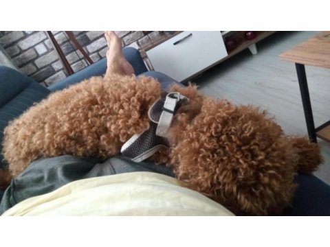 10 aylık poodle
