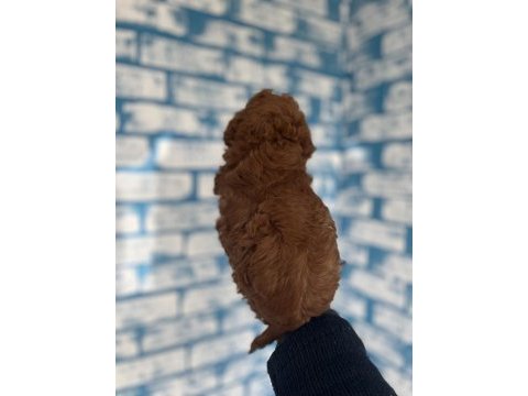 Toy poodle yavruları