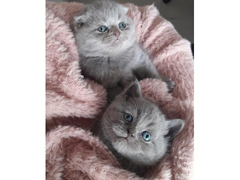 Yavrularımız çok güzel saf ırktır scottish fold