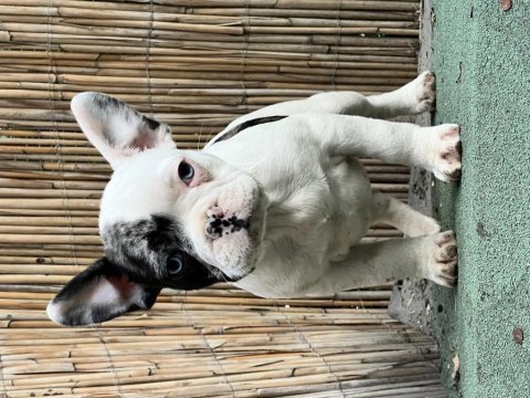 French bulldog yavrularımız sağlıklı ve özeldir