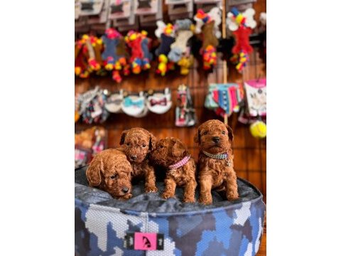 Şecereli toy poodle yavrularımız