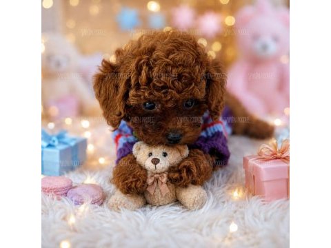 Toy poodle yavru