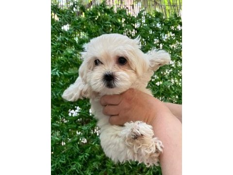 Maltipoo bebekler
