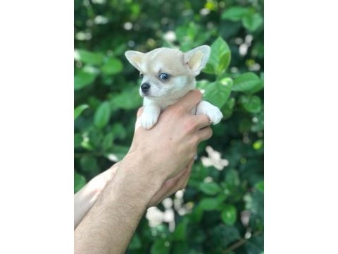 Şirinlik abidesi chihuahua bebek