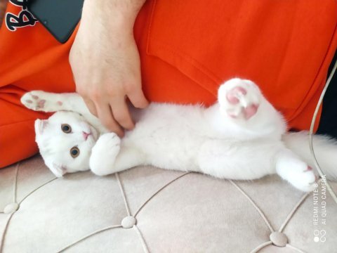7 aylık scottish fold