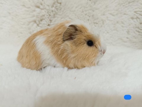 Guinea pig bebeklerimiz