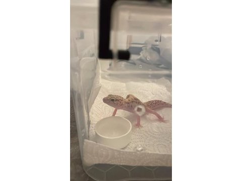 Leopard gecko
