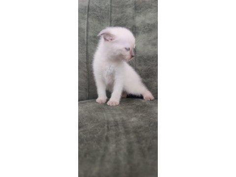 Scottish fold erkek