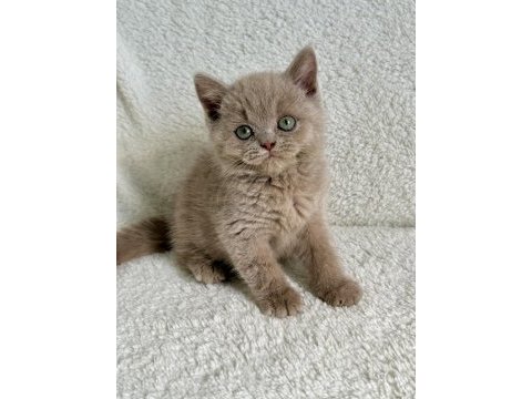 British shorthair fawn erkek yavru