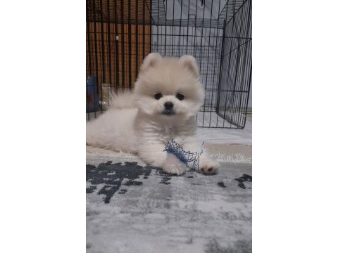 Show kalite pomeranian boo erkek yavru
