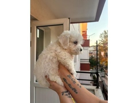 Terrier maltese