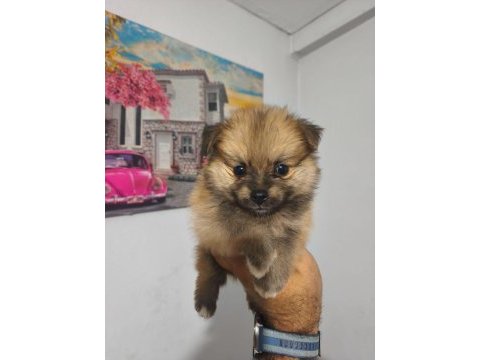 Pomeranian boo yavruları