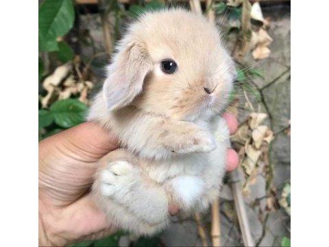 Tavşan yavruları aynı gün set halinde teslim edilir