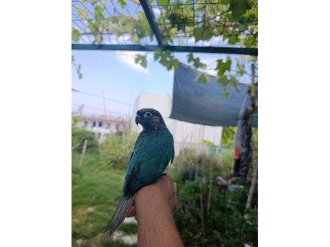 El besleme 44 günlük konur papağanı yavruları