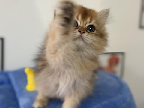Ankarada ziyarete açık british longhair ve shorthair ler