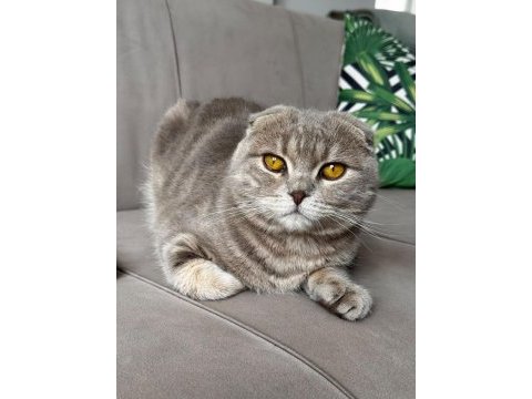 10 aylık scottish fold erkek