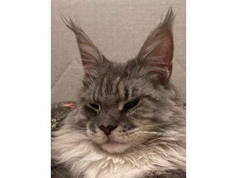 Sağlık ve ırk garantili minik maine coon devler