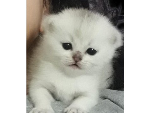 Beş kuşak secereli british shorthair bebekleri