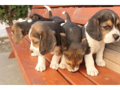 Muhteşem beagle yavrularımız